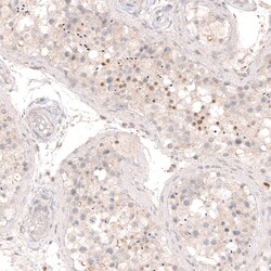 Invitrogen SOX6 Monoclonal Antibody (CL5690) 100 &mu;L; Unconjugated:Antibodies,