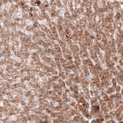 Invitrogen G6PC Monoclonal Antibody (CL5817) 100 &mu;L; Unconjugated:Antibodies,