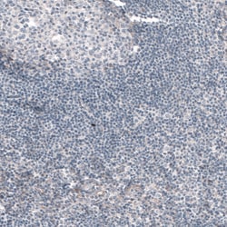 Invitrogen G6PC Monoclonal Antibody (CL5817) 100 &mu;L; Unconjugated:Antibodies,