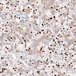 Invitrogen TBX19 Monoclonal Antibody (CL6251) 100 &mu;L; Unconjugated:Antibodies,