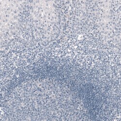 Invitrogen TBX19 Monoclonal Antibody (CL6251) 100 &mu;L; Unconjugated:Antibodies,