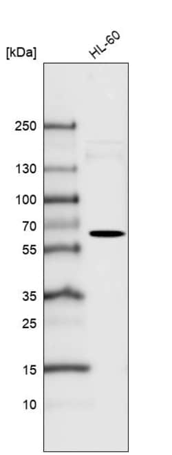 Invitrogen FUT4 Monoclonal Antibody (CL6365) 100 &mu;L | Buy Online | Invitrogen&trade; | Fisher Scientific