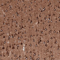 Invitrogen Sortilin Monoclonal Antibody (CL6526) 100 &mu;L; Unconjugated:Antibodies,