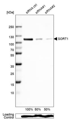 Invitrogen Sortilin Monoclonal Antibody (CL6526) 100 &mu;L; Unconjugated:Antibodies,