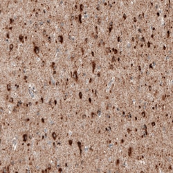 Invitrogen Sortilin Monoclonal Antibody (CL6528) 100 &mu;L; Unconjugated:Antibodies,