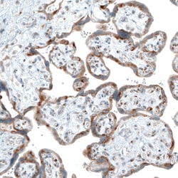 Invitrogen Sortilin Monoclonal Antibody (CL6528) 100 &mu;L; Unconjugated:Antibodies,