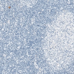 Invitrogen Sortilin Monoclonal Antibody (CL6528) 100 &mu;L; Unconjugated:Antibodies,