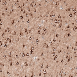 Invitrogen Sortilin Monoclonal Antibody (CL6528) 100 &mu;L; Unconjugated:Antibodies,