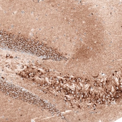 Invitrogen Sortilin Monoclonal Antibody (CL6528) 100 &mu;L; Unconjugated:Antibodies,