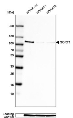 Invitrogen Sortilin Monoclonal Antibody (CL6528) 100 &mu;L; Unconjugated:Antibodies,