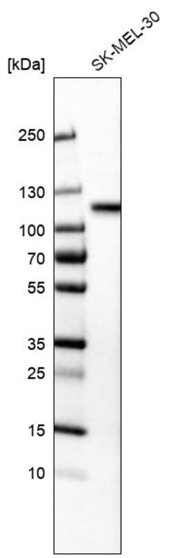 Invitrogen Sortilin Monoclonal Antibody (CL6528) 100 &mu;L; Unconjugated:Antibodies,