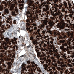 Invitrogen Carboxypeptidase A1 Monoclonal Antibody (CL6607) 100 &mu;L;