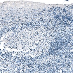 Invitrogen Carboxypeptidase A1 Monoclonal Antibody (CL6607) 100 &mu;L;