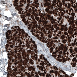 Invitrogen Carboxypeptidase A1 Monoclonal Antibody (CL6629) 100 &mu;L;