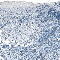 Invitrogen Carboxypeptidase A1 Monoclonal Antibody (CL6629) 100 &mu;L;