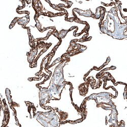 Invitrogen ITGA3 Monoclonal Antibody (CL6937) 100 μL; Unconjugated:Antibodies,