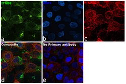 Invitrogen ITGB8 Monoclonal Antibody (CL7290) 100 &mu;L; Unconjugated:Antibodies,