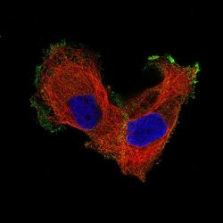 Invitrogen ITGB8 Monoclonal Antibody (CL7290) 100 &mu;L; Unconjugated:Antibodies,