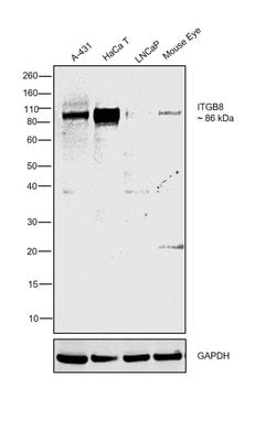 Invitrogen ITGB8 Monoclonal Antibody (CL7290) 100 &mu;L; Unconjugated:Antibodies,