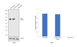Invitrogen ITGB8 Monoclonal Antibody (CL7290) 100 &mu;L; Unconjugated:Antibodies,