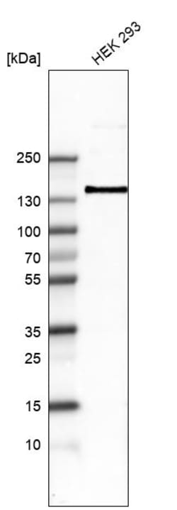 Invitrogen ITGA8 Monoclonal Antibody (CL7304) 100 &mu;L; Unconjugated:Antibodies,
