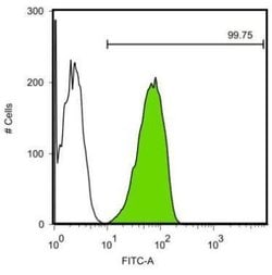 Invitrogen SOX2 Monoclonal Antibody (GT1876) 100 &mu;L | Buy Online | Invitrogen&trade; | Fisher Scientific