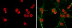 Invitrogen SOX2 Monoclonal Antibody (GT1352) 100 &mu;L; Unconjugated:Antibodies,