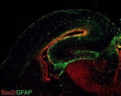 Invitrogen SOX2 Monoclonal Antibody (GT1352) 100 &mu;L; Unconjugated:Antibodies,