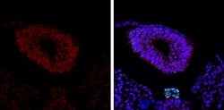 Invitrogen SOX2 Monoclonal Antibody (GT1352) 100 &mu;L; Unconjugated:Antibodies,
