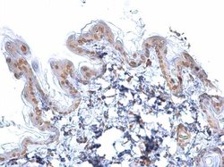 Invitrogen SOX2 Monoclonal Antibody (GT1352) 100 &mu;L; Unconjugated:Antibodies,