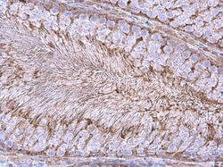 Invitrogen GAPDH Monoclonal Antibody (GT239), HRP 100 μL; HRP:Antibodies,