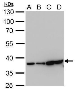 Invitrogen GAPDH Monoclonal Antibody (GT239), HRP 100 μL; HRP:Antibodies,
