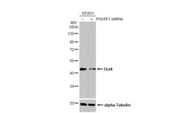 Invitrogen&trade;&nbsp;OCT4 Monoclonal Antibody (GT486)