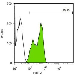 Invitrogen LIN28A Monoclonal Antibody (GT717) 100 &mu;L; Unconjugated:Antibodies,