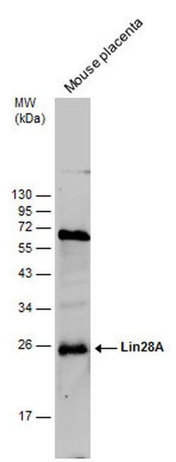 Invitrogen LIN28A Monoclonal Antibody (GT717) 100 &mu;L; Unconjugated:Antibodies,