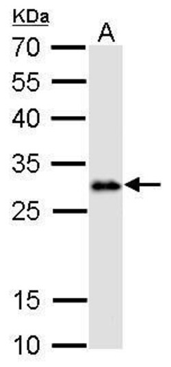 Invitrogen LIN28A Monoclonal Antibody (GT717) 100 &mu;L; Unconjugated:Antibodies,