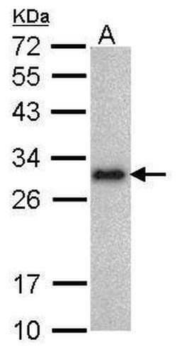 Invitrogen LIN28A Monoclonal Antibody (GT717) 100 &mu;L; Unconjugated:Antibodies,