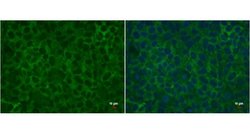 Invitrogen&trade;&nbsp;LIN28A Monoclonal Antibody (GT1086)
