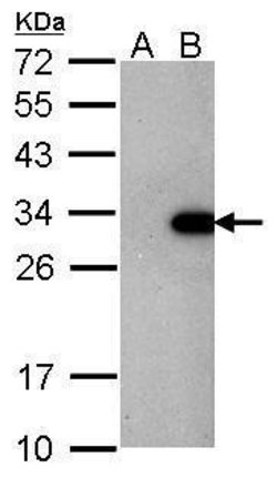 Invitrogen&trade;&nbsp;LIN28A Monoclonal Antibody (GT1086)