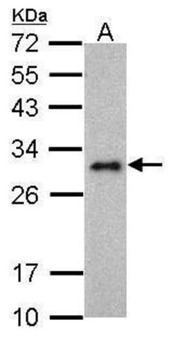 Invitrogen&trade;&nbsp;LIN28A Monoclonal Antibody (GT1086)