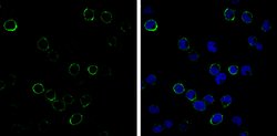 Invitrogen&trade;&nbsp;CD3e Monoclonal Antibody (GT0013)