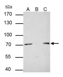 Invitrogen PRMT5 Monoclonal Antibody (GT3610) 100 &mu;L; Unconjugated:Antibodies,
