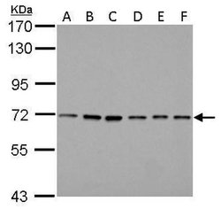 Invitrogen PRMT5 Monoclonal Antibody (GT3610) 100 &mu;L; Unconjugated:Antibodies,