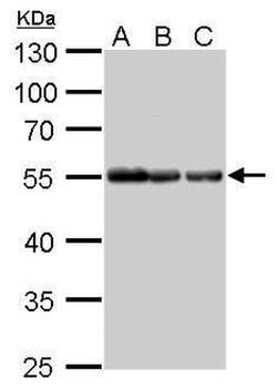 Invitrogen alpha Tubulin Monoclonal Antibody (GT114), HRP 100 &mu;L; HRP:Antibodies,