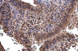 Invitrogen GLO1 Monoclonal Antibody (GT266) 100 &mu;L; Unconjugated:Antibodies,