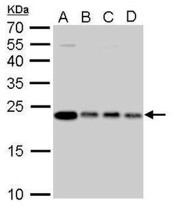 Invitrogen GLO1 Monoclonal Antibody (GT266) 100 &mu;L; Unconjugated:Antibodies,