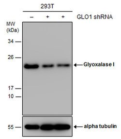 Invitrogen GLO1 Monoclonal Antibody (GT266) 100 &mu;L; Unconjugated:Antibodies,