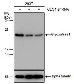 Invitrogen GLO1 Monoclonal Antibody (GT552) 100 &mu;L; Unconjugated:Antibodies,