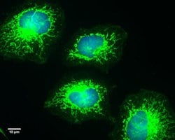 Invitrogen COX4 Monoclonal Antibody (GT854) 100 &mu;L; Unconjugated:Antibodies,