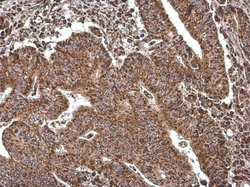 Invitrogen COX4 Monoclonal Antibody (GT854) 100 &mu;L; Unconjugated:Antibodies,